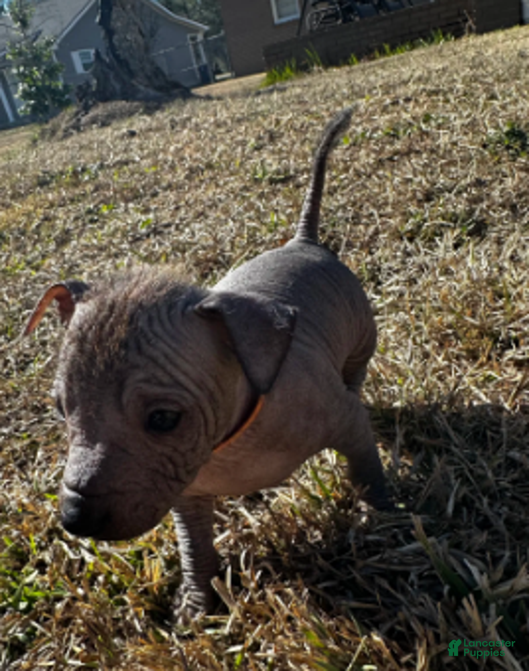 Xoloitzcuintle dogs for sale: Buster - Ad 1
