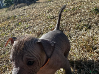 Xoloitzcuintle dogs Buster - Ad 2