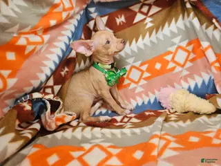 Chihuahua dogs Carmen Ghia (Hazel eyes) - Ad 16