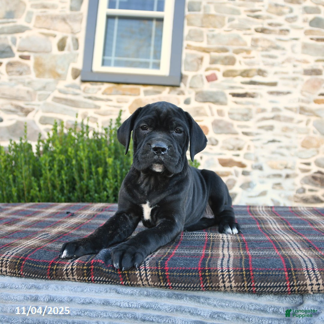 Cane Corso dogs for sale: Molly Cropped Ears - Ad 8