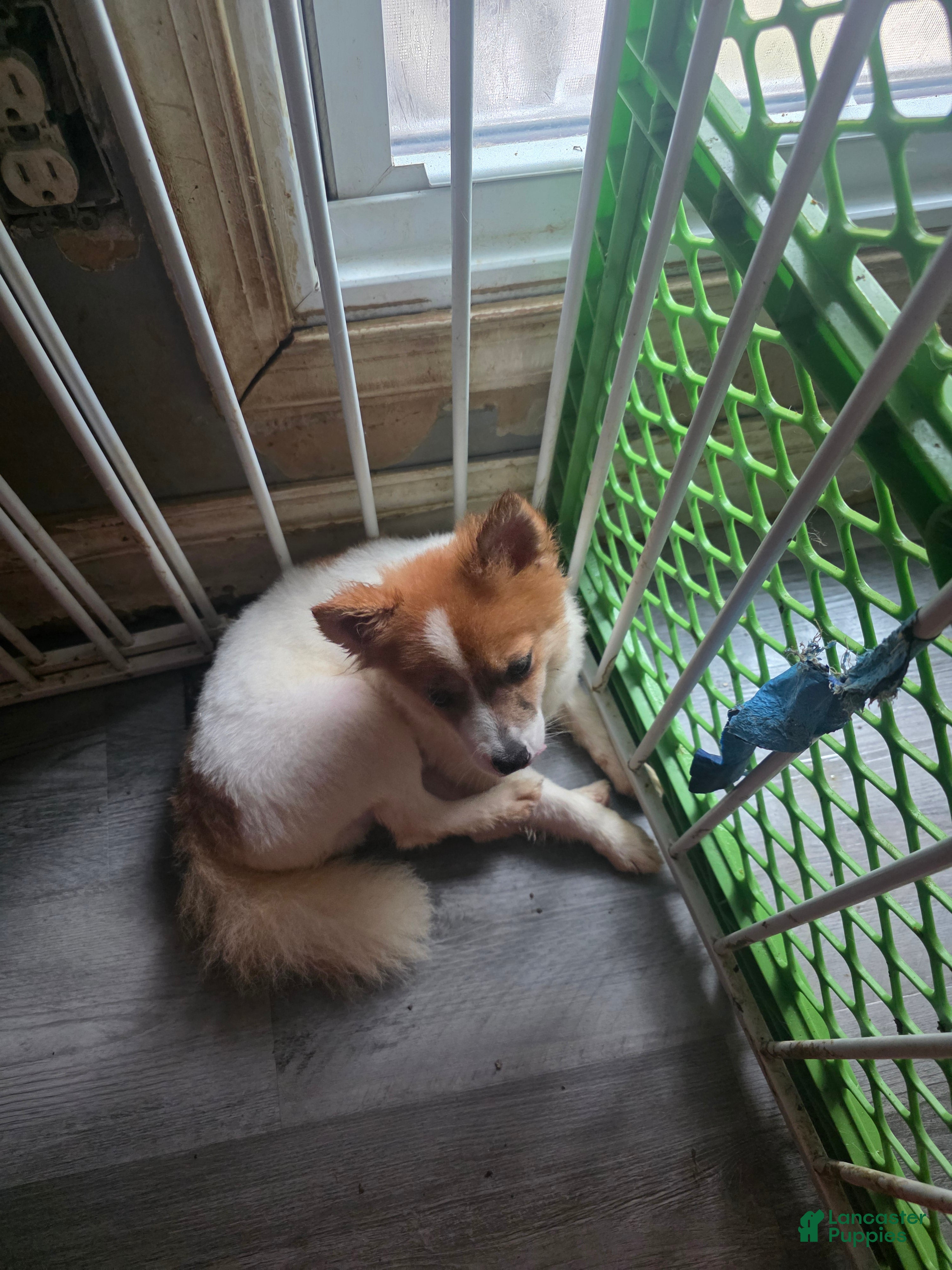 Pomeranian dogs Romeo - Ad 2