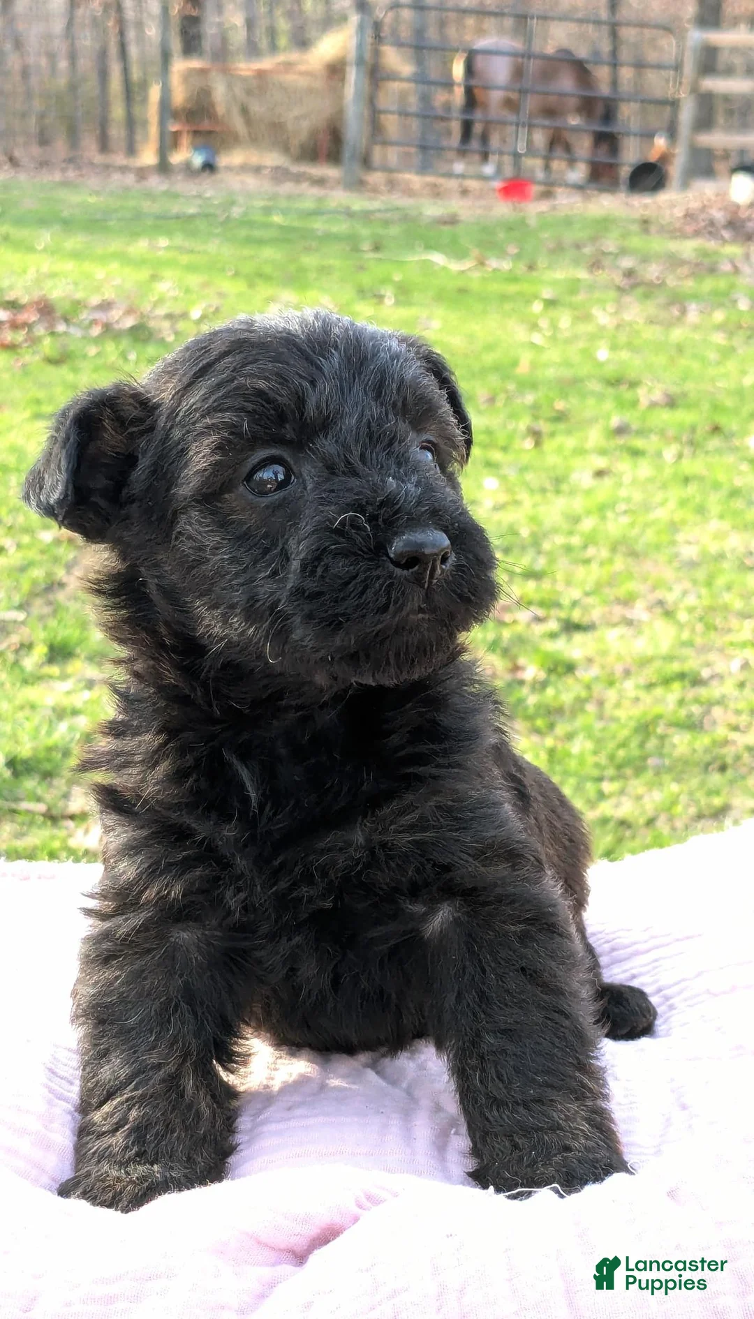 Mixed Breed dogs for sale: Meet Birdie - Ad 2