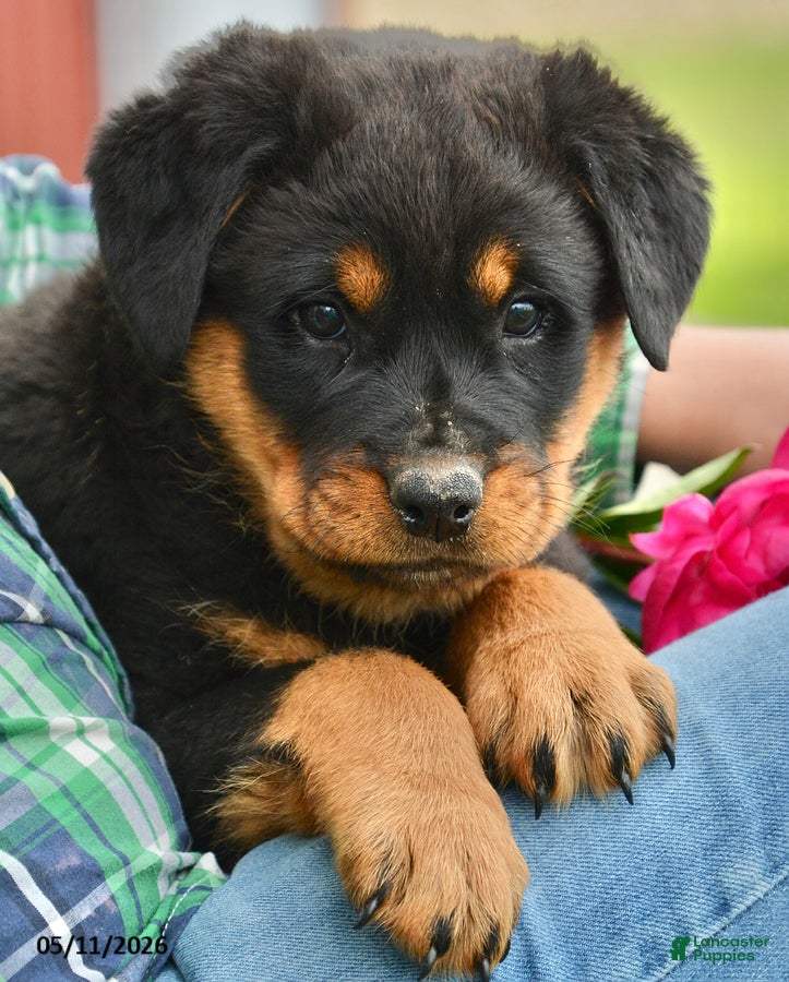 Rottweiler dogs Winnie - Ad 1