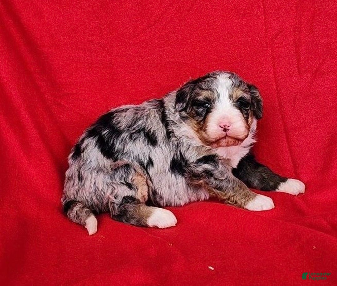 Mini Bernedoodle dogs for sale: lucy - Ad 2