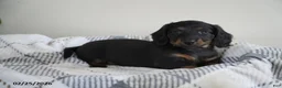 Miniature Dachshund dogs for sale: Ryan - Ad 4