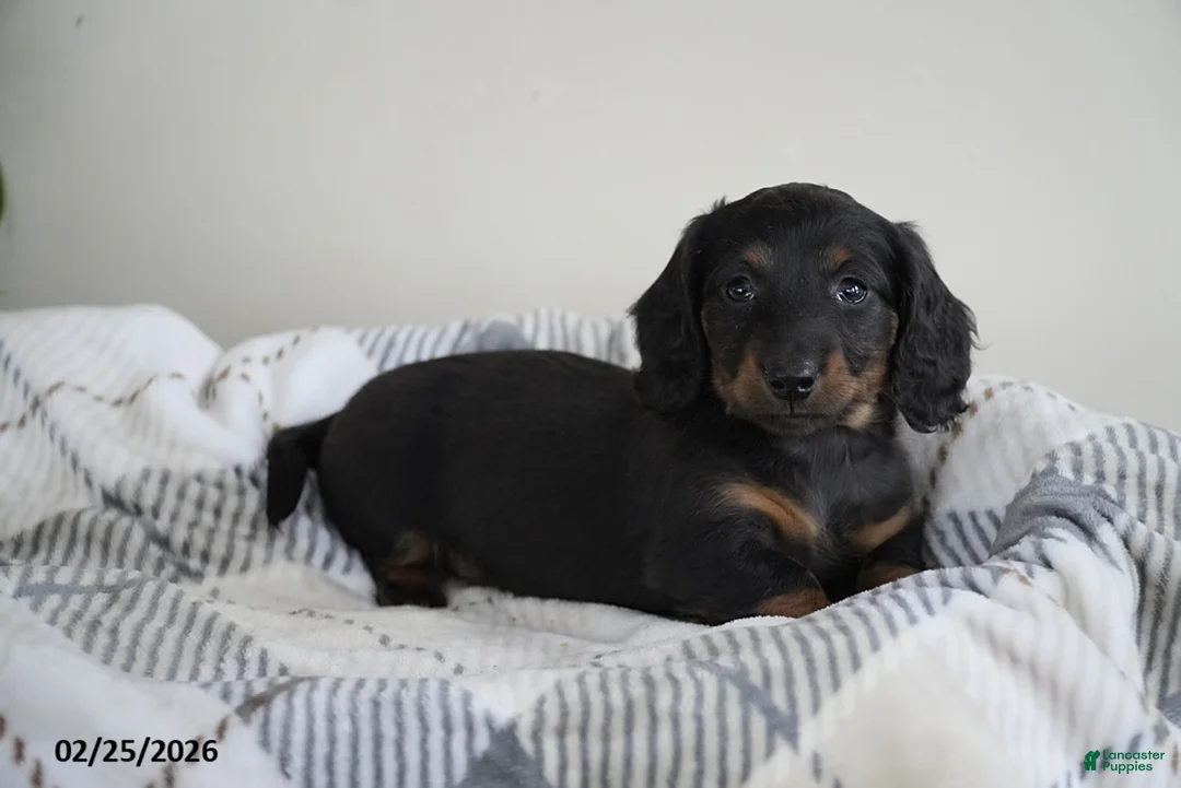 Miniature Dachshund dogs for sale: Ryan - Ad 4