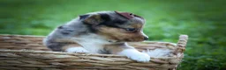 Mixed Breed dogs for sale: Garret💙 - Ad 16