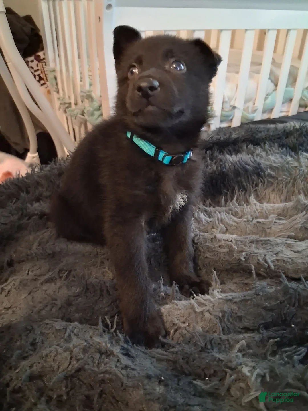 German Shepherd dogs for sale: Major 💙 - Ad 2