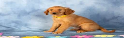Golden Retriever dogs for sale: Vanilla - Ad 4