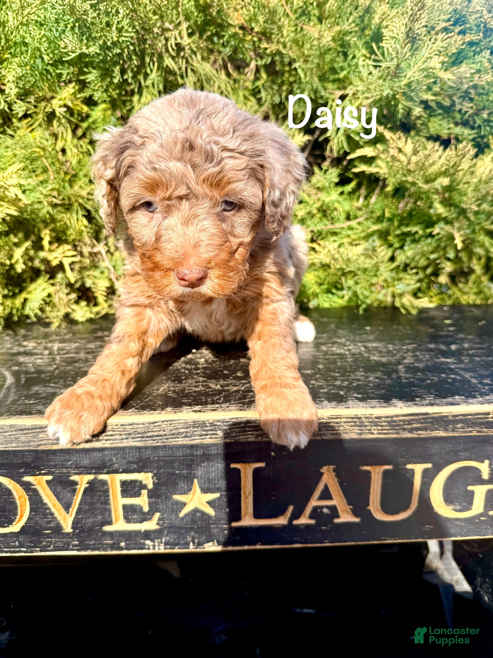 Bernedoodle dogs Daisy - Ad 2