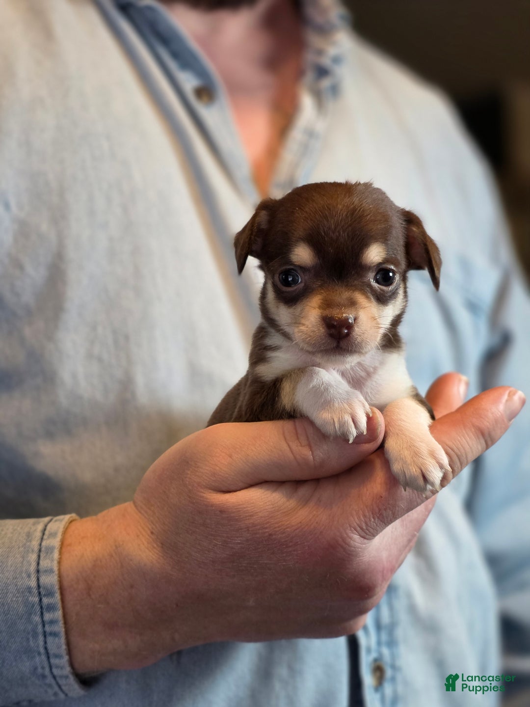 Chihuahua dogs for sale: Dark Choco Nugget - Ad 8