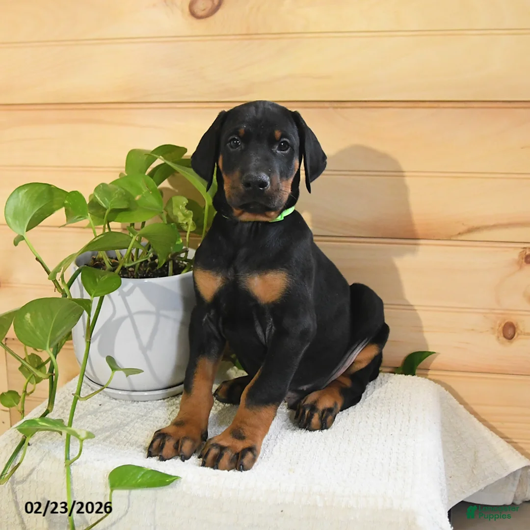 Doberman Pinscher dogs for sale: Arrow - Ad 3