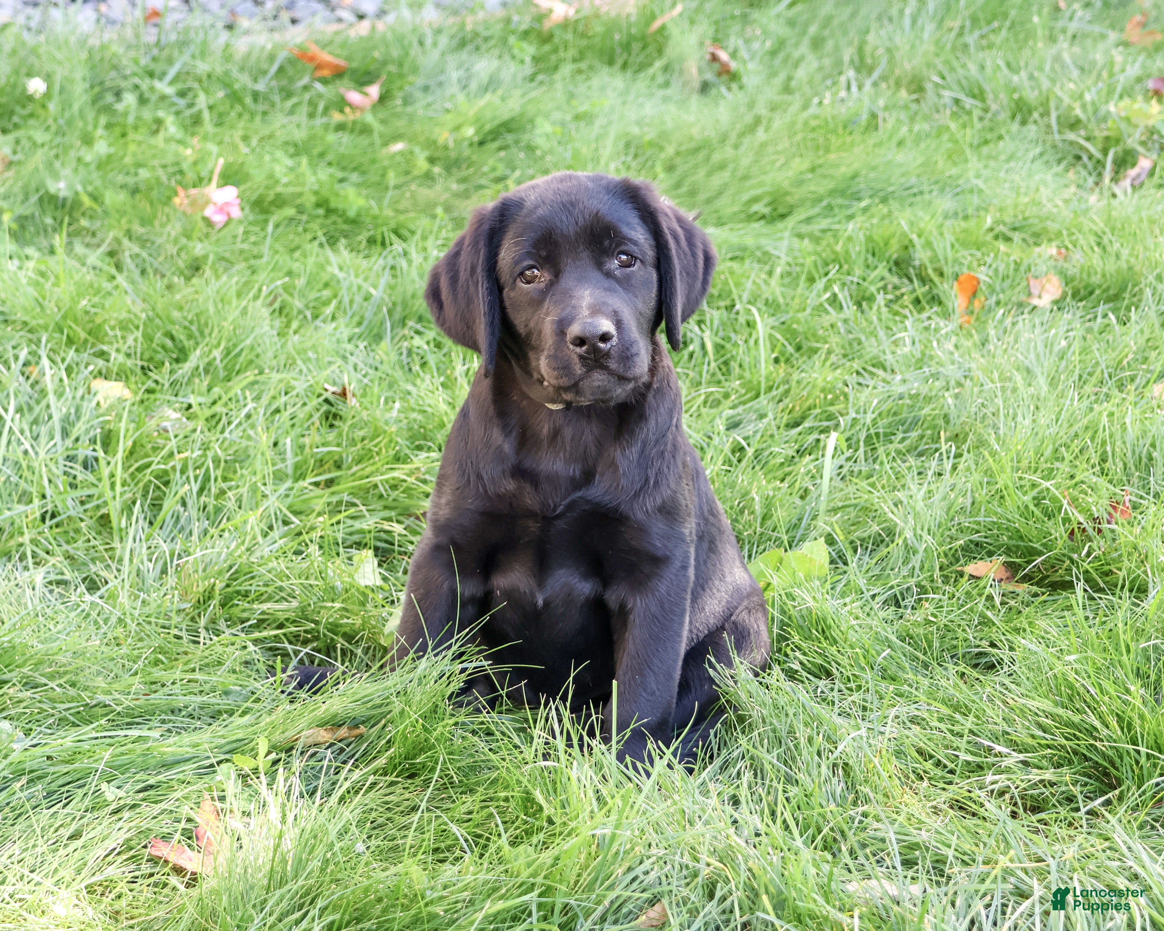 Labrador Retriever dogs for sale: Evangaline - Ad 1