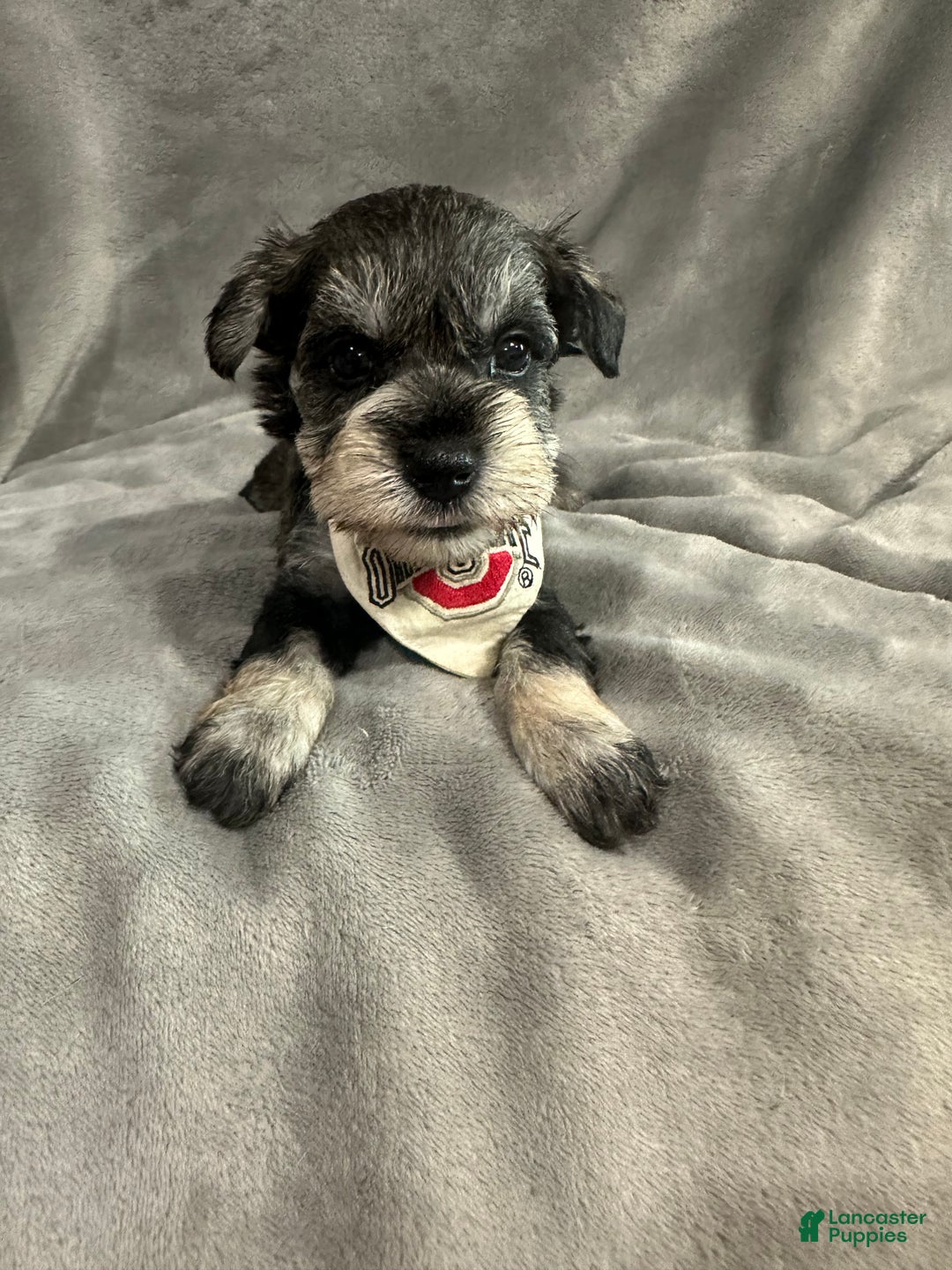 Miniature Schnauzer dogs for sale: Tinsel - Ad 3