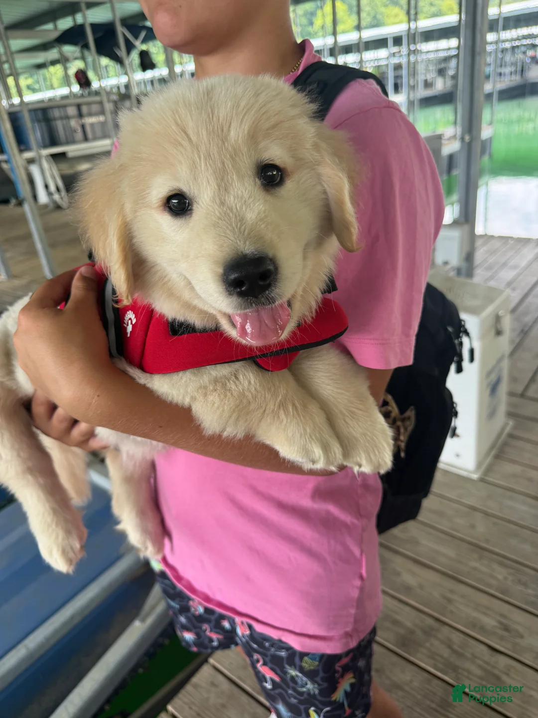 Golden Retriever dogs for sale: Golden Retriever 1 - Ad 4