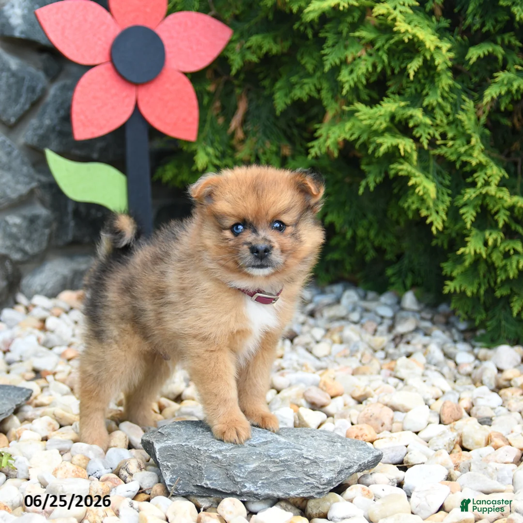 Pomeranian dogs for sale: Caramel - Ad 1