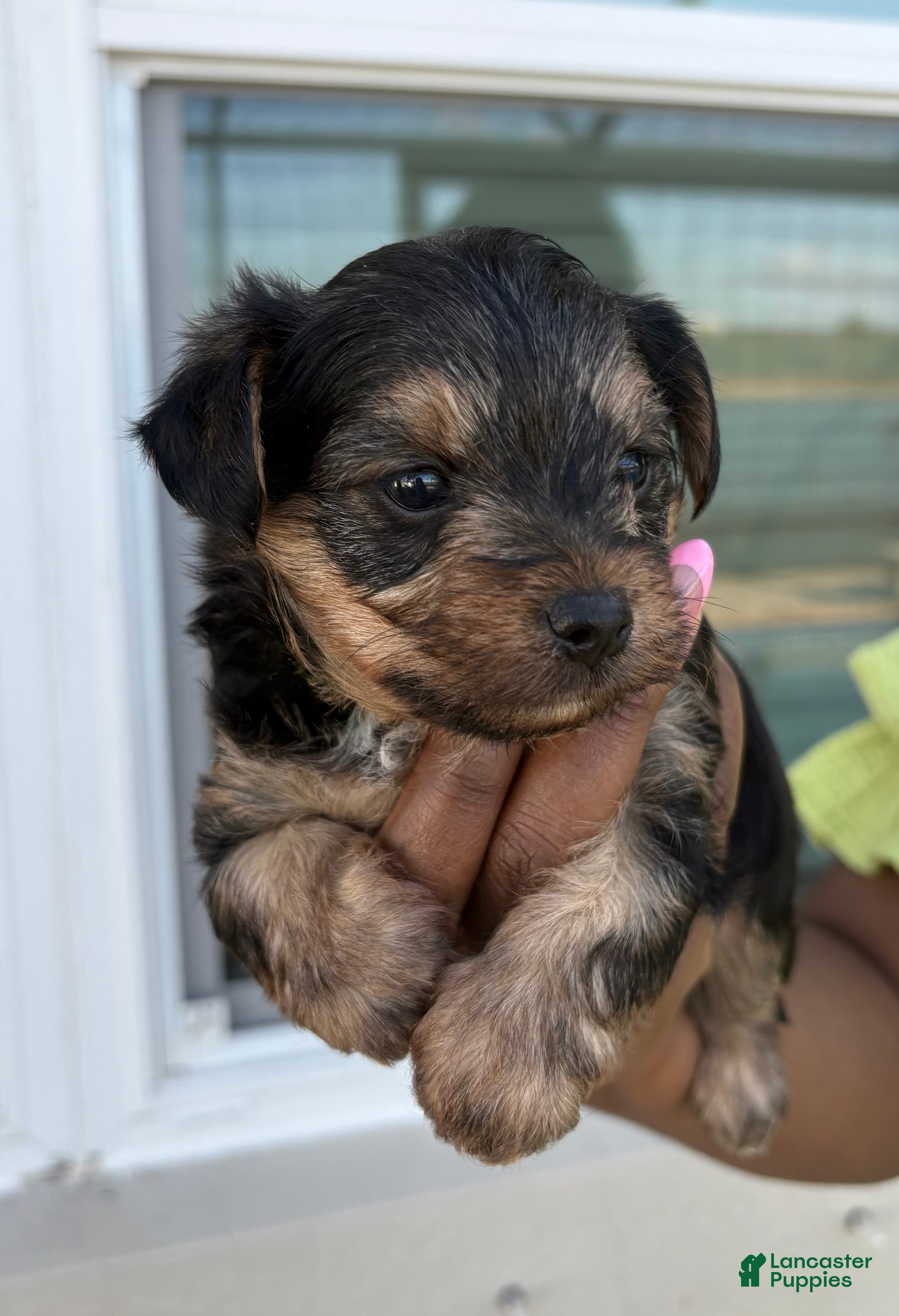 Yorkiepoo dogs Yorkiepoo Puppy 3 - Ad 1