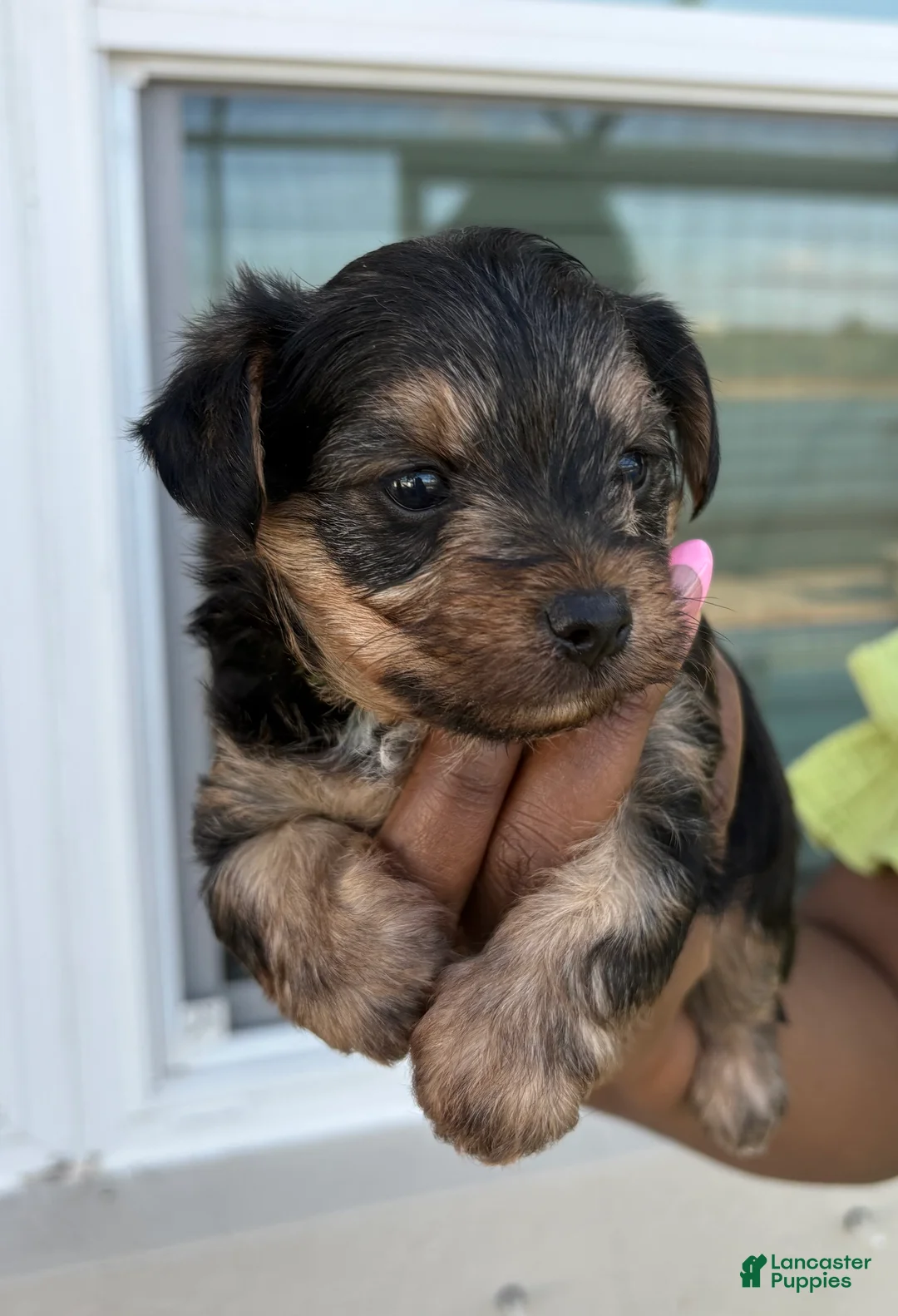 Yorkiepoo dogs for sale: Yorkiepoo Puppy 3 - Ad 1