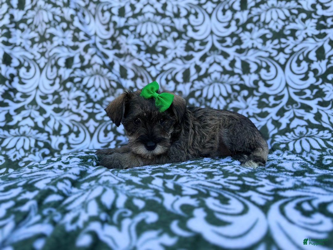 Miniature Schnauzer dogs for sale: Skittles - Ad 3