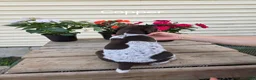 German Shorthaired Pointer dogs for sale: Copper - Ad 4