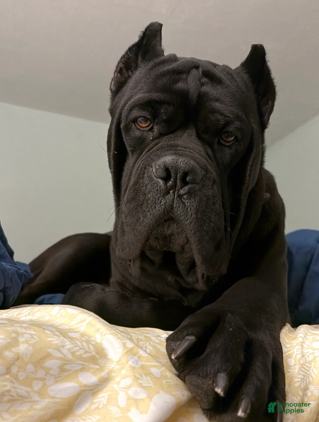 Cane Corso dogs for sale: light blue collar  - Ad 3
