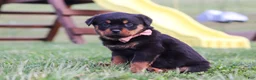 Rottweiler dogs for sale: Rita - Ad 4