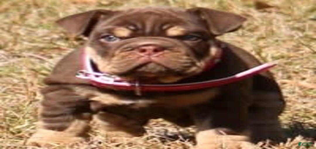 Gallery Image {{count}}