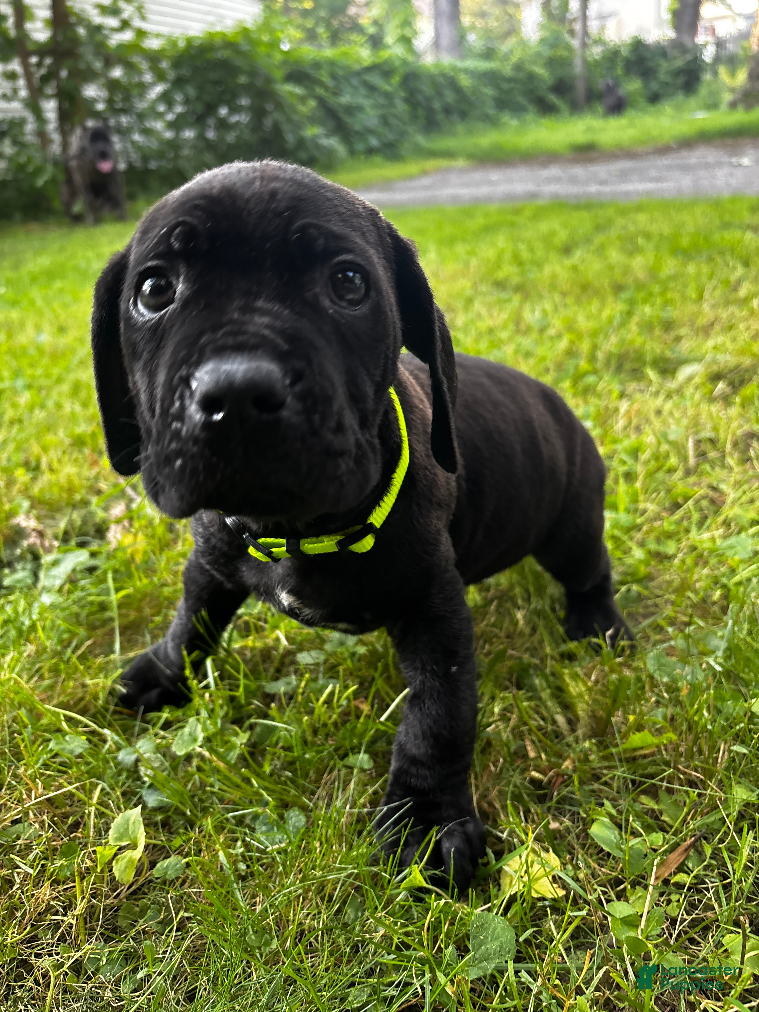 Cane Corso dogs Cane Corso 1 - Ad 2