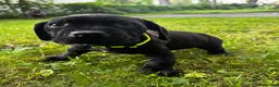 Cane Corso dogs for sale: Cane Corso 1 - Ad 2