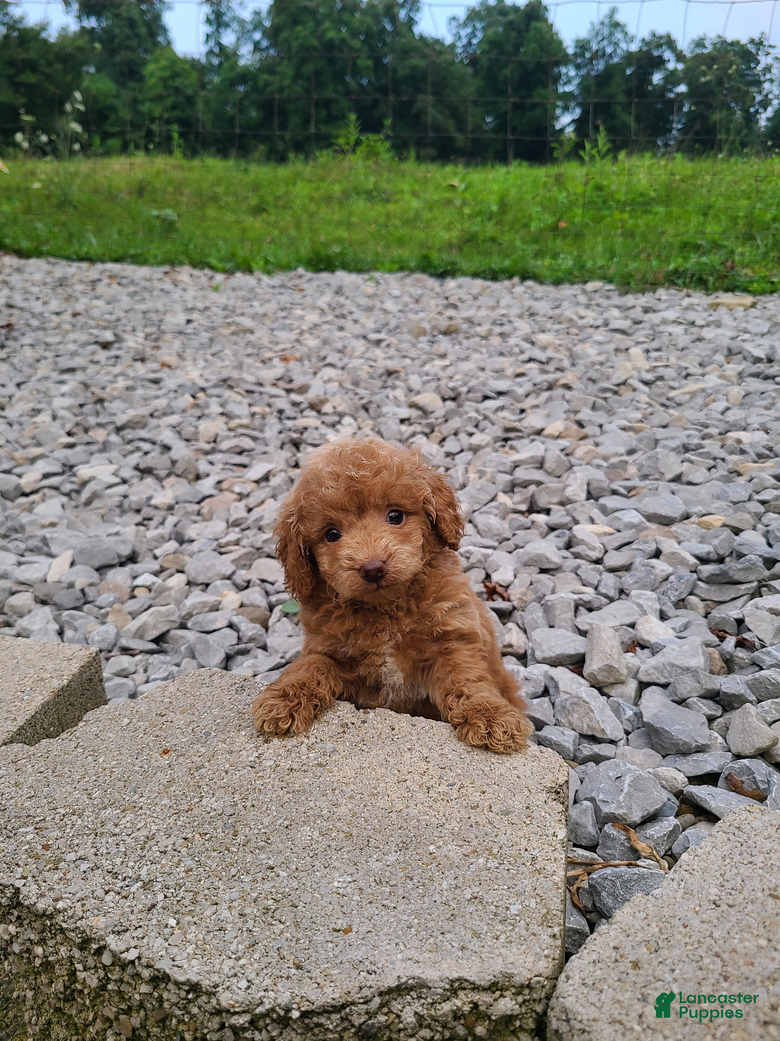 Mini Goldendoodle dogs Isaac - Ad 1
