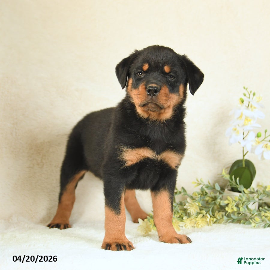 Rottweiler dogs Cupcake - Ad 2