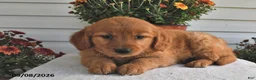 Golden Retriever dogs for sale: Blessing  - Ad 2