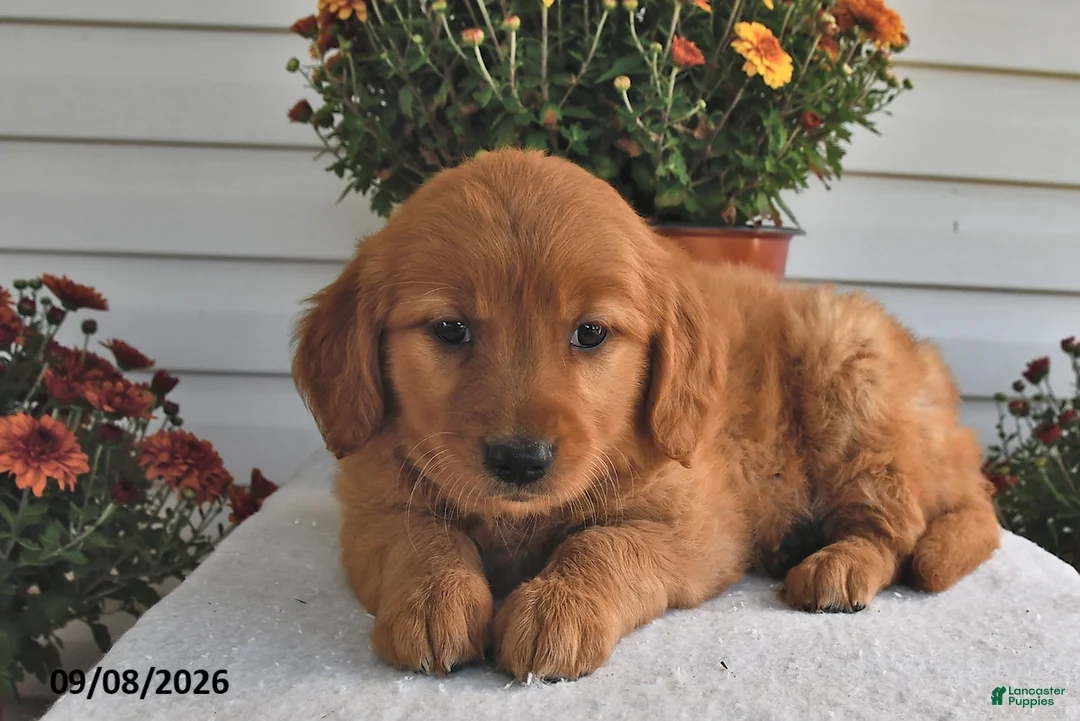 Golden Retriever dogs for sale: Blessing  - Ad 2