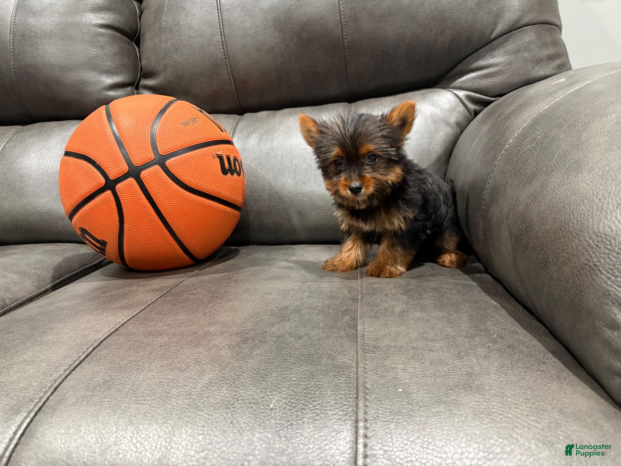 Yorkshire Terrier dogs Tiny tim - Ad 2