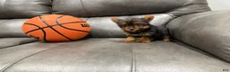 Yorkshire Terrier dogs for sale: Tiny tim - Ad 2