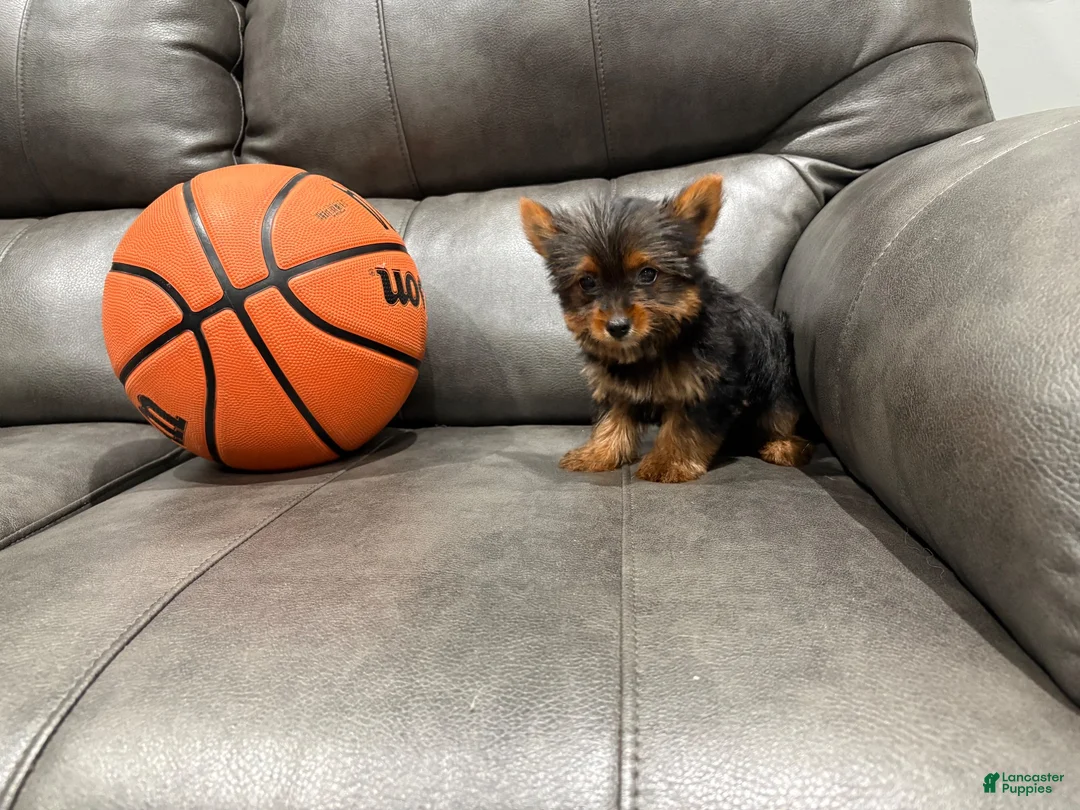Yorkshire Terrier dogs for sale: Tiny tim - Ad 2