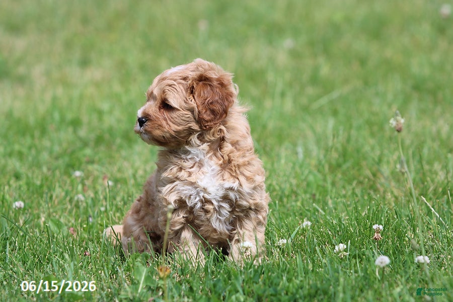 Shihpoo dogs Tigger - Ad 2