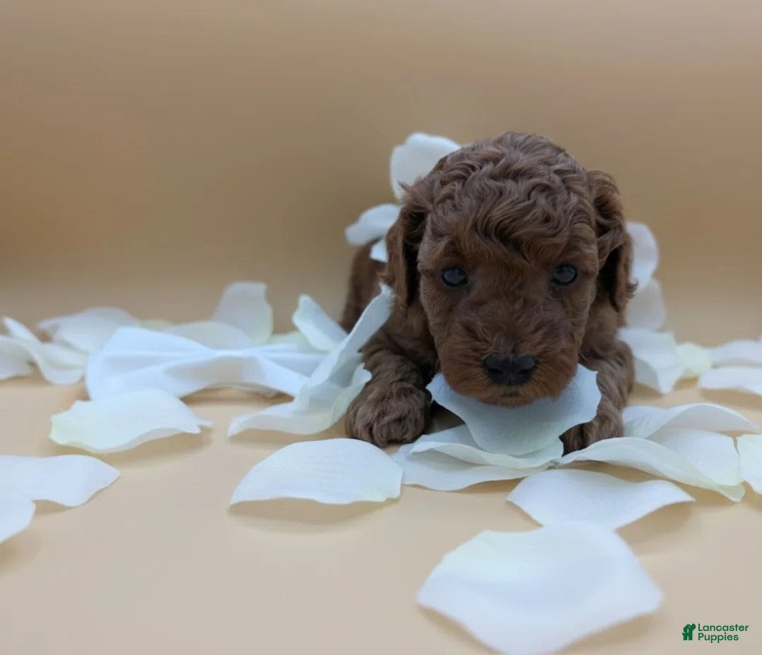 Toy Poodle dogs for sale: Olivia 🤍 - Ad 4