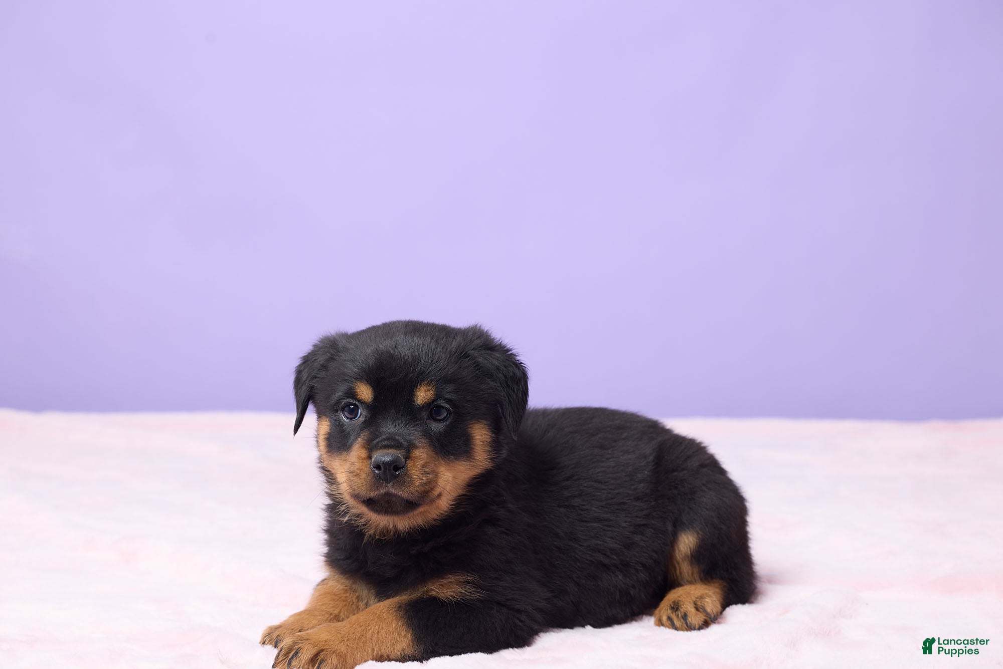 Rottweiler dogs Izzy - Ad 36
