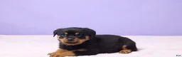 Rottweiler dogs for sale: Izzy - Ad 1