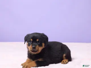 Rottweiler dogs Izzy - Ad 36