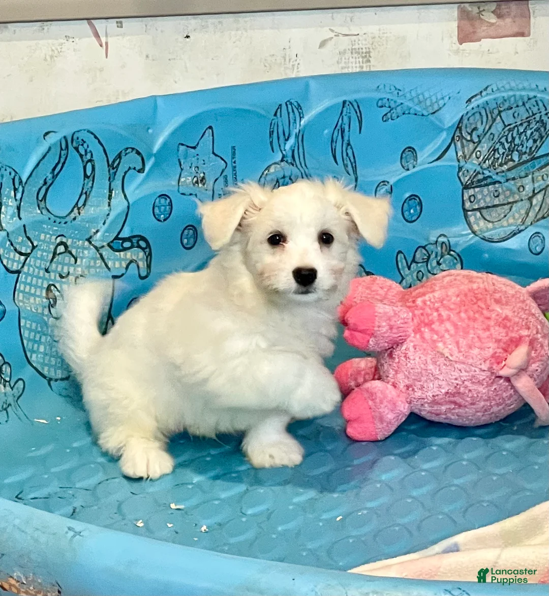 Mixed Breed dogs for sale: Shawn - Ad 18