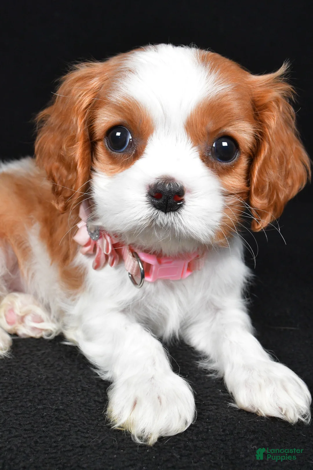 Cavalier King Charles Spaniel dogs for sale: Ruby - Ad 3