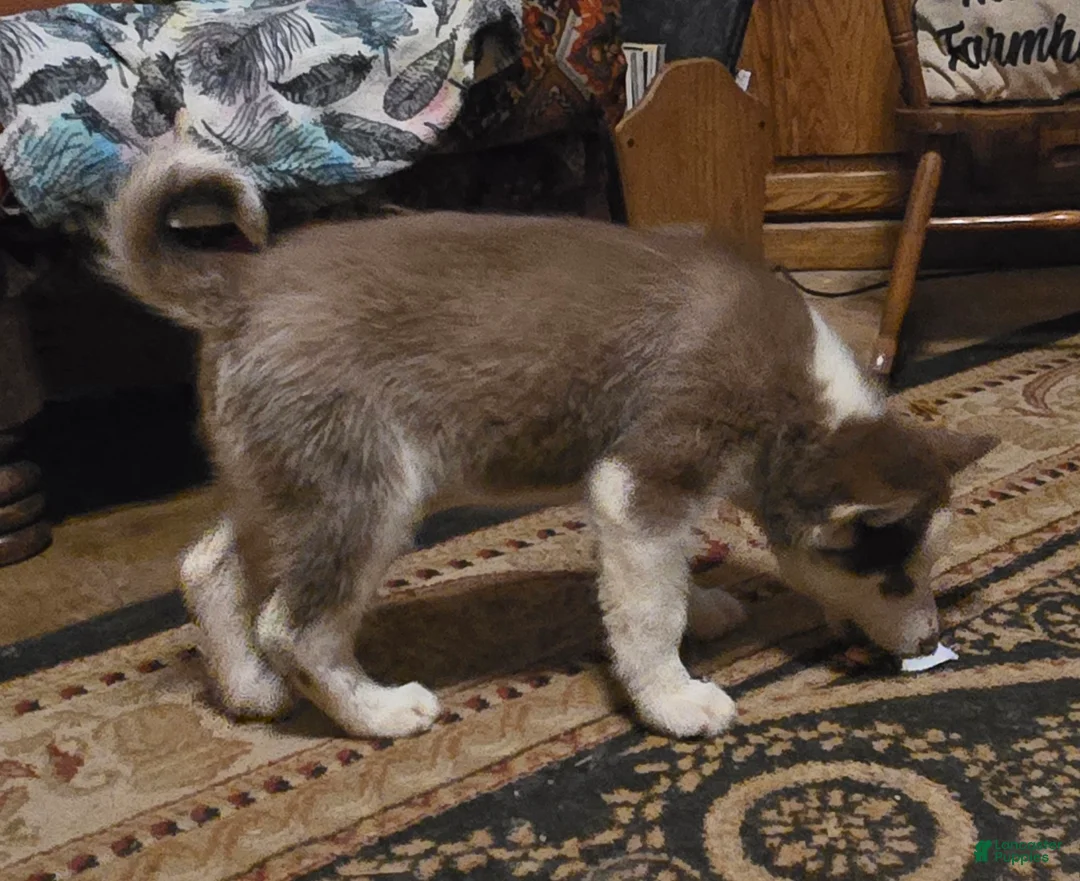 Siberian Husky dogs for sale: Cassidy - Ad 8