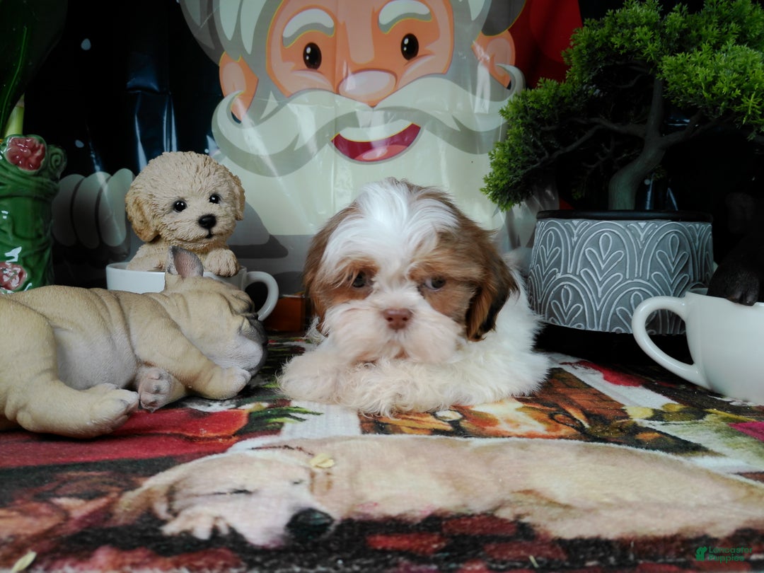 Shih Tzu dogs for sale: piolin - Ad 4