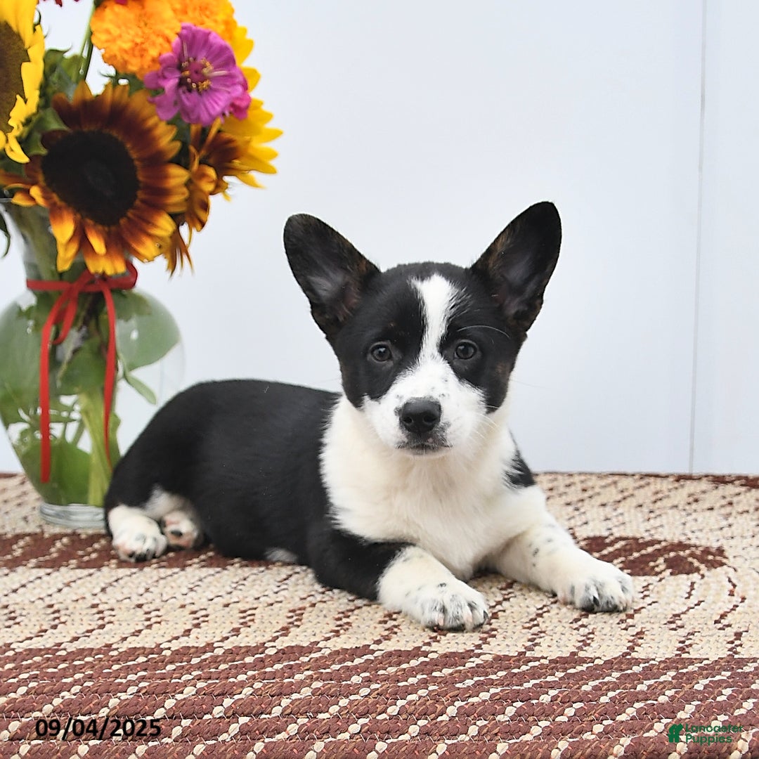 Mixed Breed dogs for sale: Jasmine - Ad 2