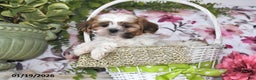 Shih Tzu dogs for sale: Jenna - Ad 2
