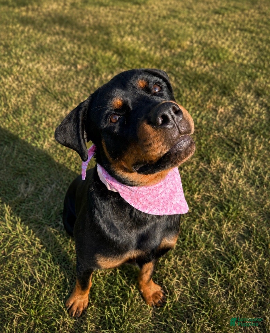 Rottweiler dogs Dora - Ad 1