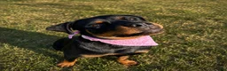 Rottweiler dogs for sale: Dora - Ad 1