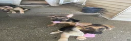 German Shepherd dogs for sale: Tiny girl - Ad 12